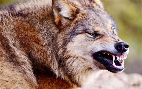 Pin By Demonhunter On Wolves With Images Angry Wolf Wolf Photos