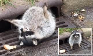 raccoon so fat it had to be rescued after getting stuck daily mail online