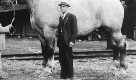 sampson  largest horse  recorded az animals