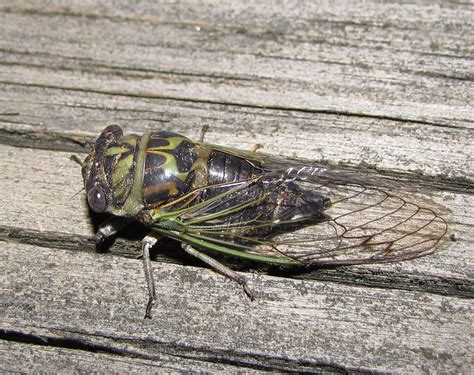 bug eric cicada shells