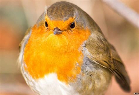 aggressive  robins bbc news