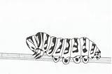 Coloring Caterpillar Pages Animalplace Printable Kids sketch template