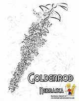 Coloring Flower Nebraska State Pages Goldenrod sketch template