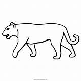 Ausmalbilder Pumas Tiere Ultracoloringpages sketch template