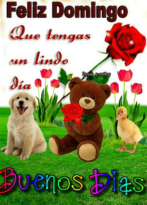 good afternoon good morning feliz domingo gif happy week love phrases beautiful rose