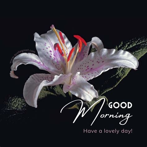 49 Beautiful Good Morning Lily Flower Images Quotes Wishes Messages