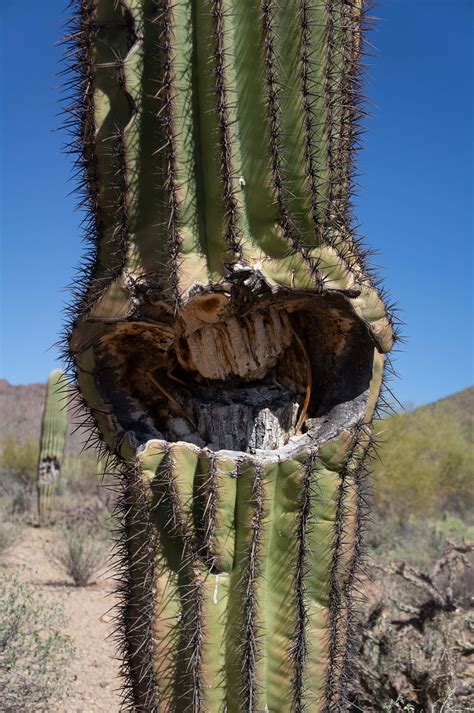 stunning saguaros ten fascinating facts  saguaro cacti desert diaries