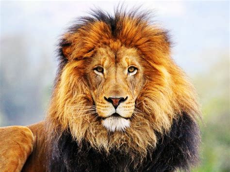 epingle par   sur insperationreference fond decran lion animaux