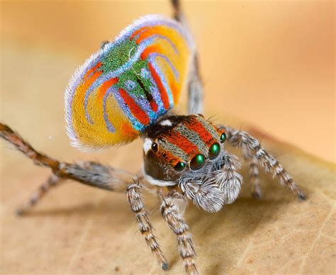 The Dancing Peacock Spider Scientific Scribbles