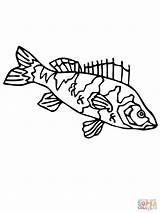 Barsch Fish Walleye Pike Perches Perch Flussbarsch Ausdrucken Supercoloring sketch template