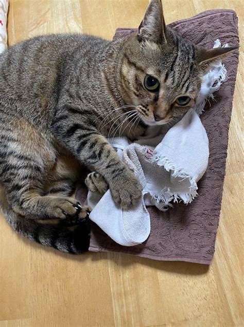 Tata On Twitter Rt T Evean 数年前、雪の日に保護されてウチにやって来た猫も、今では洗濯物を畳むのを手伝って