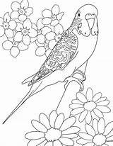 Budgie Coloring Colouring Pages Parakeet Printable Color Kids Bird Parakeets Budgerigars Drawings Print Adults Cartoon Budgerigar Birds Cooperscorner Info Sheets sketch template