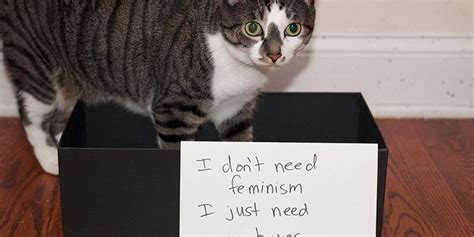 Catfight At The Anti Feminist Corral Felines Join The Anti Feminist Debate