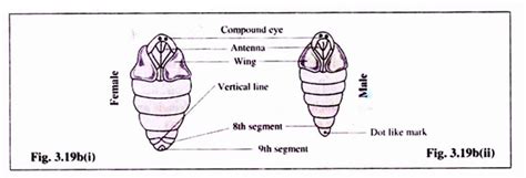 differences between female and male moths mulberry silk moths