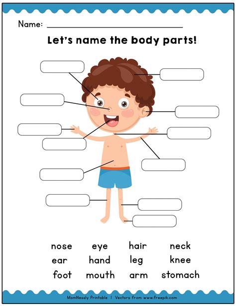 body parts worksheets identify  match  body parts worksheets