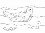 Seal Robben Supercoloring Malvorlagen Seals sketch template