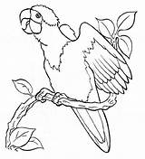 Parrot Perroquet Kolorowanki Papuga Branche Papagaios Parrots Papagei Araras Poulet Dzieci Perroquets Coloriages Wydruku Ara Ausmalbild sketch template