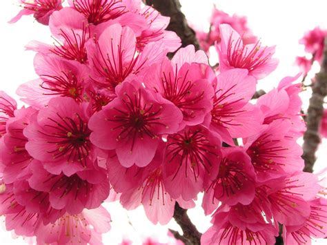 cherry blossom flowers flowers wallpapers