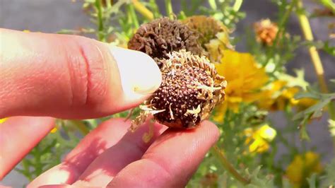 chrysanthemum seeds collection step  step youtube