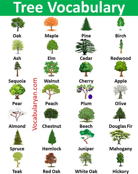 trees names  english  pictures vocabularyan