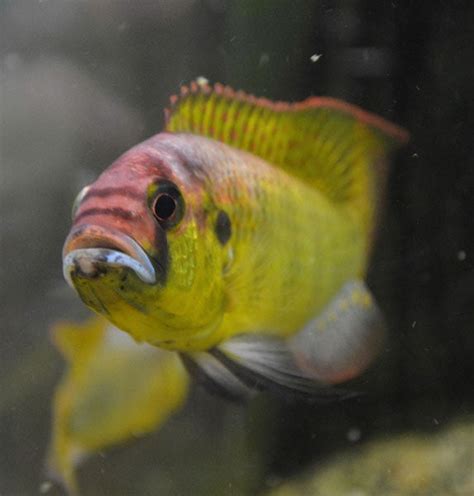 Stanford Biologists Discover African Cichlid S Noisy Courtship Ritual