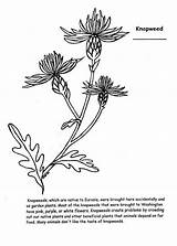 Coloring Pages Wildflowers Kids Color Books Fed Fs sketch template