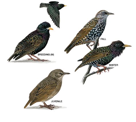 common starling birds pinterest common starling