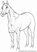 Coloring Halter Horse Comments sketch template