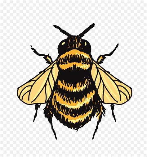 pin  kaley martinez  drawings bumblebee drawing bee drawing bee