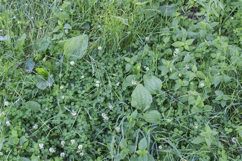 definitive guide  identifying common lawn weeds wikilawn
