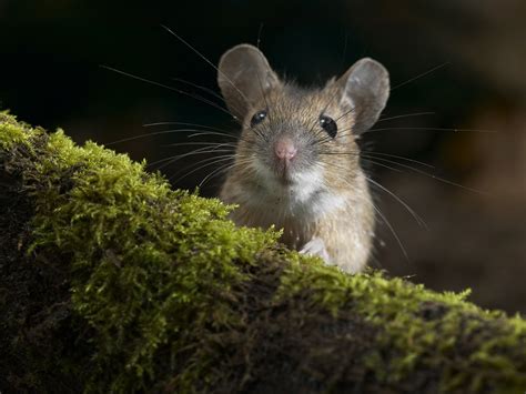 yellow necked field mouse high quality sport and