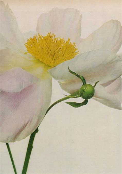 132 Best Irving Penn Flowers Images On Pinterest