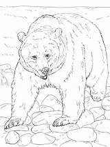Coloring Bear Kermode Grizzly Designlooter Realistic sketch template