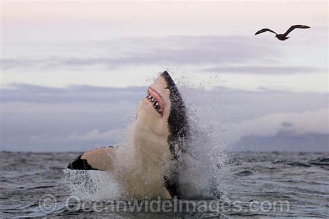 Great White Shark Hunting Seal Photo Image