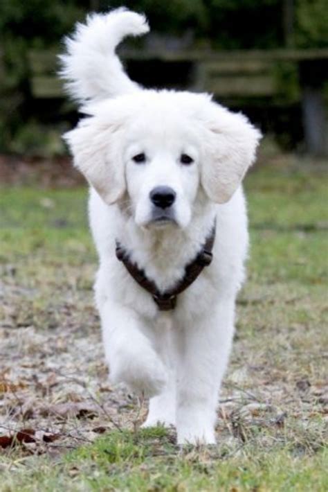 polish tatra sheepdog  formosan mountain dog breed comparison