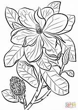 Magnolia Tree Supercoloring Fiori Pattern sketch template