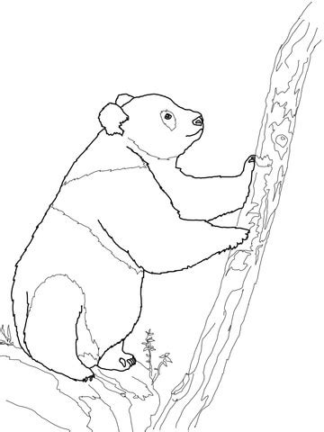 giant panda bear coloring page supercoloringcom