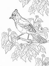 Coloring Jay Pages Realistic Printable Bird Birds Steller Blue Drawing Kids Colouring Adult Officer Buckle Color Supercoloring Gloria Coloringbay Template sketch template
