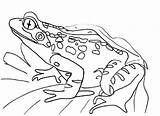 Frog Coloring Pages Kids Frogs Printable Blank Template Sheet Colouring Flower Outline Dart Poison Coloring4free Realistic Clipart Library Print Popular sketch template