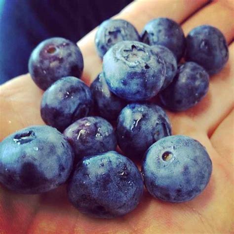 blueberry   lose weight fast