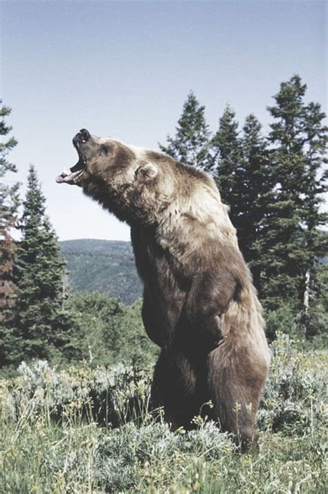 grizzly bear roar awesome wild beasts pinterest