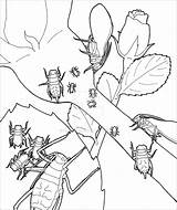 Coloring Aphid Pages Insect Aphids Coloringbay sketch template