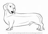 Dog Wiener Drawingtutorials101 sketch template