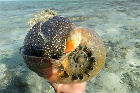 wondered  shells  birthed australian geographic