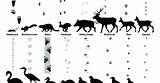 Spuren Tierspuren Wildtieren sketch template
