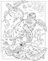 Coloring Sea Life Pages Printable Getcolorings sketch template