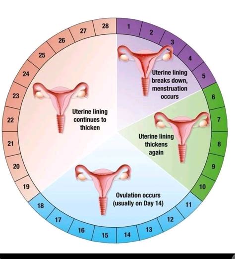 when do you typically ovulate after your period