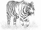 Tigre Tigres Tiger Coloring Coloriages sketch template