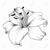 Maga Lilien Lilie Weiße Lizenzfrei Malen Lilies Weißen Blühenden Blume Ruber Illustrationen Lapiz Vorlage Blüten 123rf Vorlagen Rosas Blumenzeichnungen Verkauft sketch template