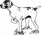Pointer Shorthaired Coonhound sketch template